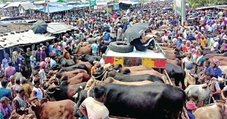 চলতি বছর ঈদুল আজহায় ৯১ লাখের বেশি পশু কোরবানি হয়েছে